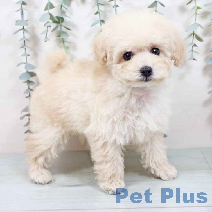 京都府のトイプードル(トイ) (ペットプラス 京都桂川店/2025年10月28日生まれ/女の子/ホワイト)の子犬の1枚目の画像