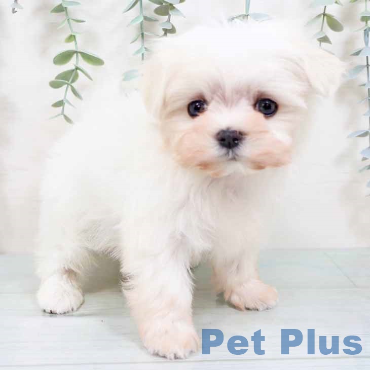 大阪府のマルチーズ (ペットプラス 四條畷店/2025年10月29日生まれ/女の子/ホワイト)の子犬の1枚目の画像