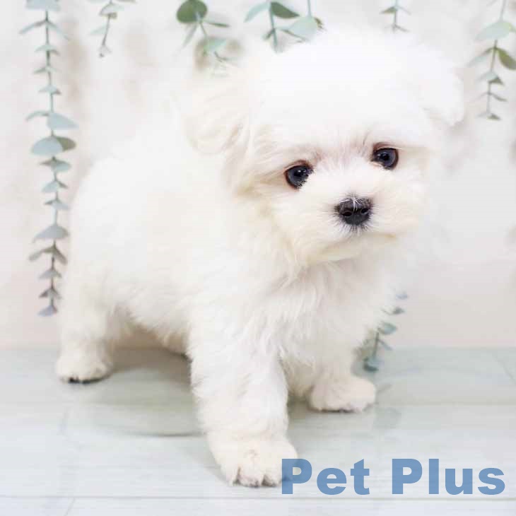 兵庫県のマルチーズ (ペットプラス 神戸三宮店/2025年10月29日生まれ/男の子/ホワイト)の子犬の1枚目の画像