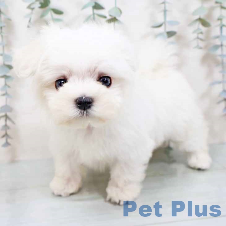 兵庫県のマルチーズ (ペットプラス 神戸三宮店/2025年10月29日生まれ/男の子/ホワイト)の子犬の2枚目の画像