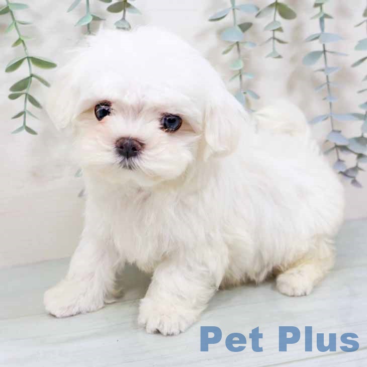 大阪府のマルチーズ (ペットプラス イオン大日店/2025年10月29日生まれ/男の子/ホワイト)の子犬の2枚目の画像