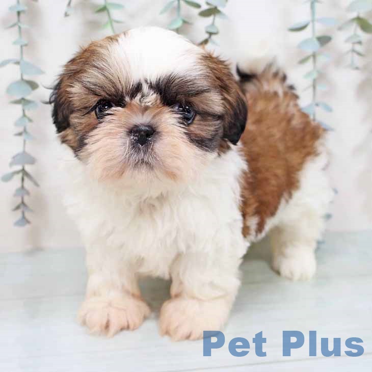 大阪府のシーズー (ペットプラス イオン大日店/2025年10月28日生まれ/女の子/ゴールドホワイト)の子犬の1枚目の画像