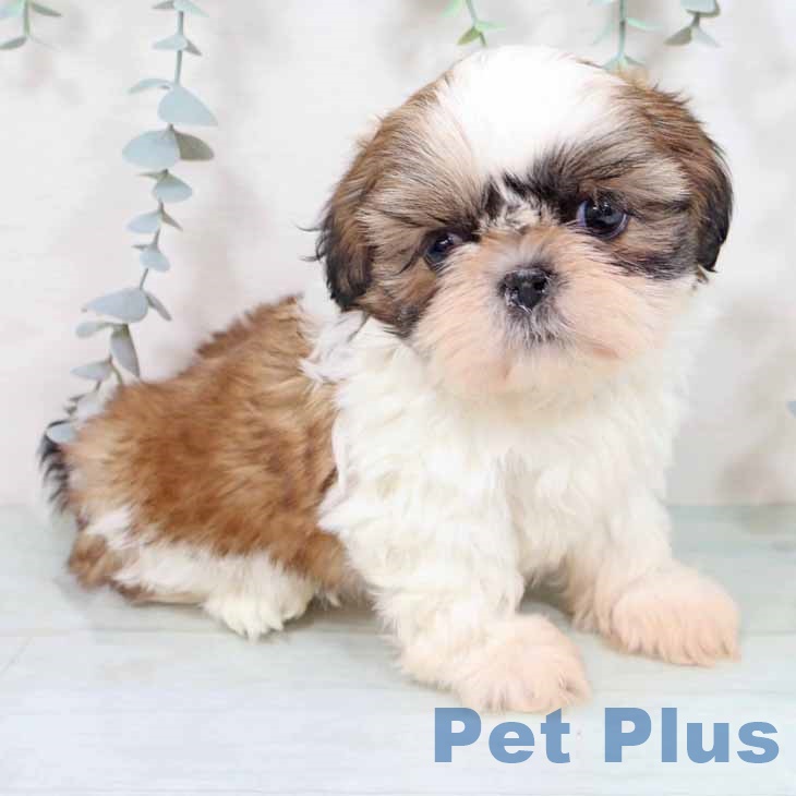 大阪府のシーズー (ペットプラス イオン大日店/2025年10月28日生まれ/女の子/ゴールドホワイト)の子犬の2枚目の画像