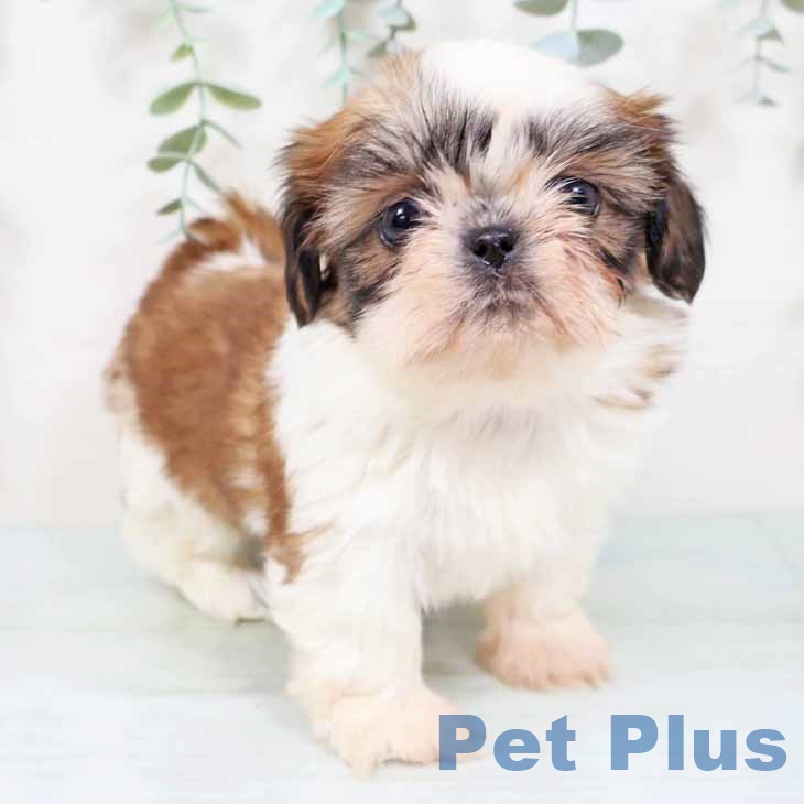 大阪府のシーズー (ペットプラス ららぽーと和泉店/2025年10月28日生まれ/女の子/ゴールドホワイト)の子犬の1枚目の画像