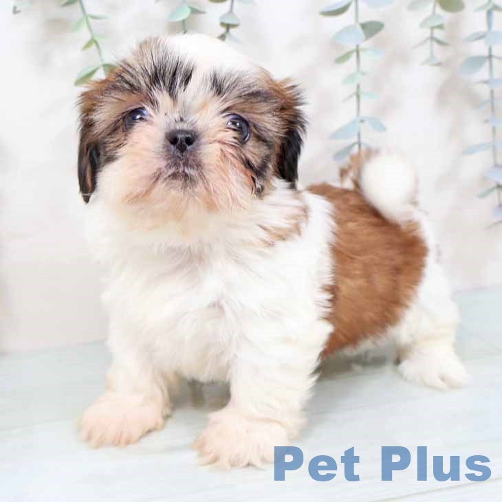 大阪府のシーズー (ペットプラス ららぽーと和泉店/2025年10月28日生まれ/女の子/ゴールドホワイト)の子犬の2枚目の画像