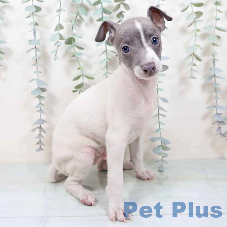 京都府のイタリアングレーハウンド (ペットプラス 久御山店/2025年10月18日生まれ/男の子/ホワイトブルー)の子犬の1枚目の画像