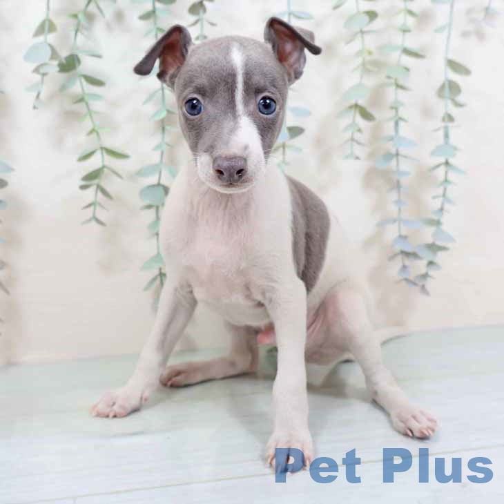 京都府のイタリアングレーハウンド (ペットプラス 久御山店/2025年10月18日生まれ/男の子/ホワイトブルー)の子犬の2枚目の画像