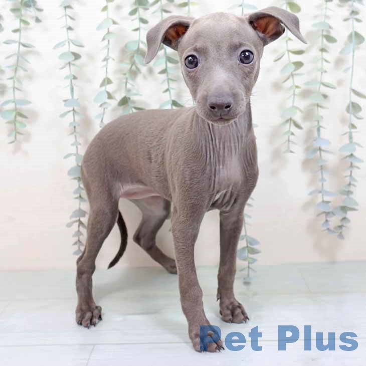 京都府のイタリアングレーハウンド (ペットプラス 京都桂川店/2025年10月18日生まれ/女の子/ブルーホワイト)の子犬の1枚目の画像