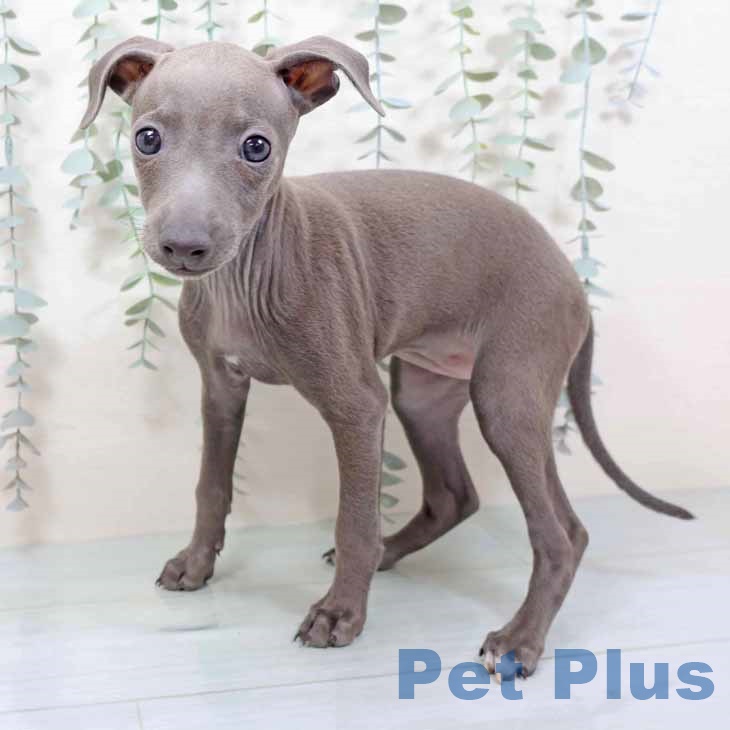 京都府のイタリアングレーハウンド (ペットプラス 京都桂川店/2025年10月18日生まれ/女の子/ブルーホワイト)の子犬の2枚目の画像