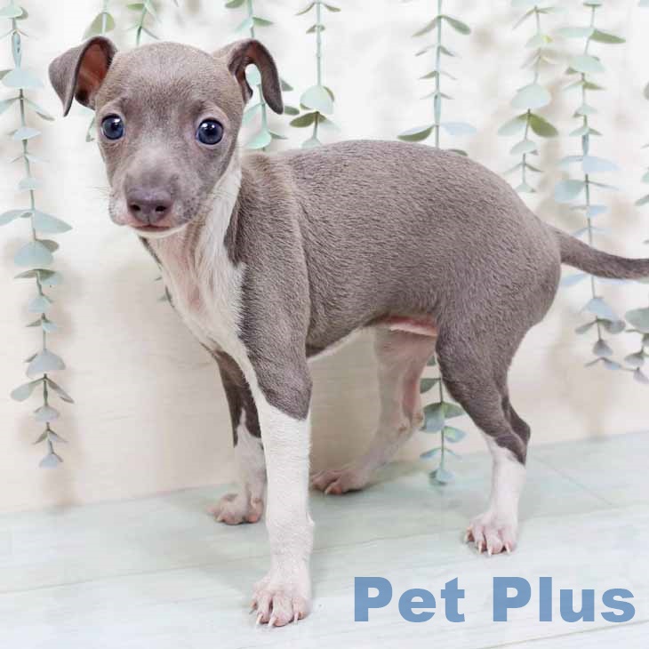 大阪府のイタリアングレーハウンド (ペットプラス 四條畷店/2025年10月20日生まれ/女の子/ブルーホワイト)の子犬の1枚目の画像