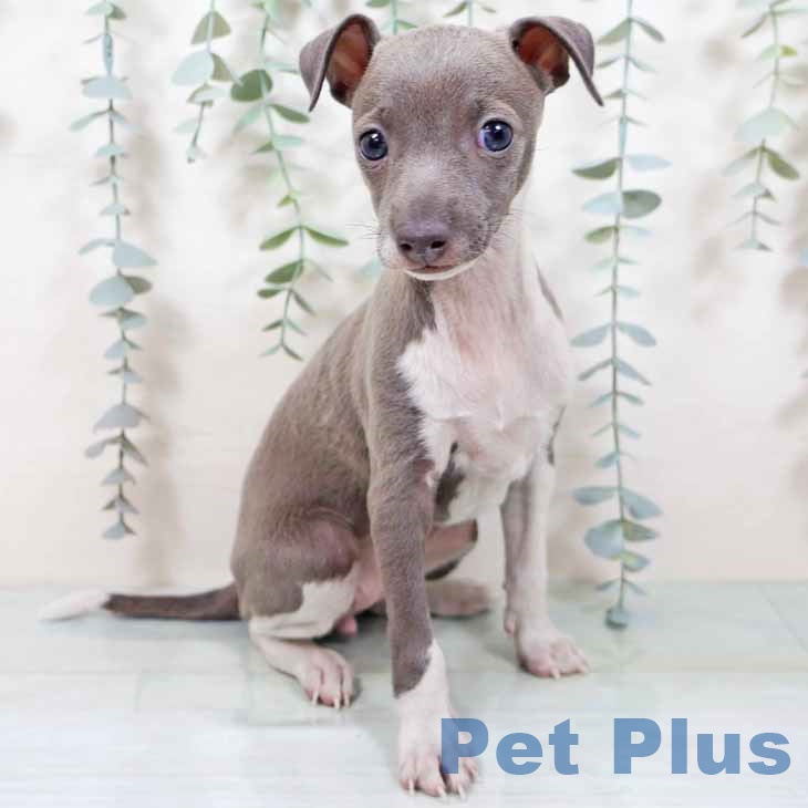 大阪府のイタリアングレーハウンド (ペットプラス 四條畷店/2025年10月20日生まれ/女の子/ブルーホワイト)の子犬の2枚目の画像