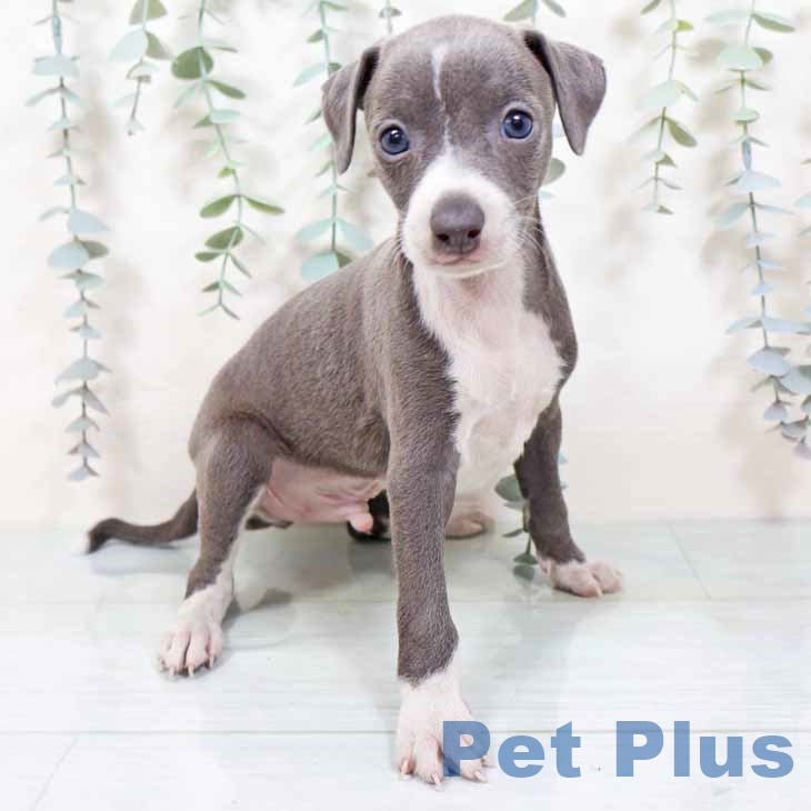 大阪府のイタリアングレーハウンド (ペットプラス 堺北花田店/2025年10月26日生まれ/男の子/ブルーホワイト)の子犬の1枚目の画像