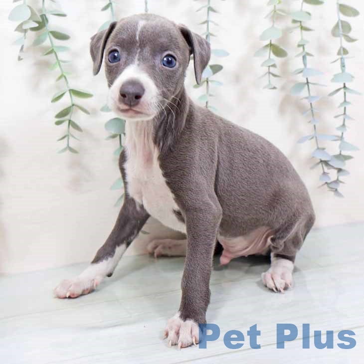 大阪府のイタリアングレーハウンド (ペットプラス 堺北花田店/2025年10月26日生まれ/男の子/ブルーホワイト)の子犬の2枚目の画像