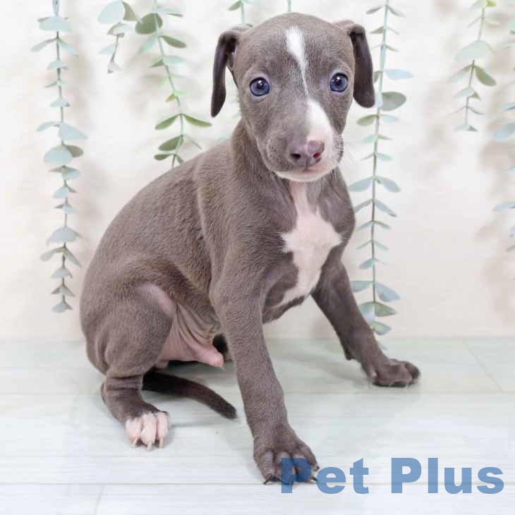 大阪府のイタリアングレーハウンド (ペットプラス 堺鉄砲町店/2025年10月26日生まれ/男の子/ブルーホワイト)の子犬の1枚目の画像