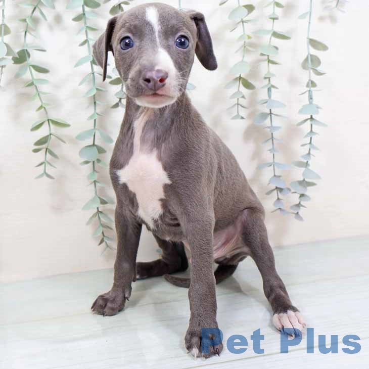大阪府のイタリアングレーハウンド (ペットプラス 堺鉄砲町店/2025年10月26日生まれ/男の子/ブルーホワイト)の子犬の2枚目の画像