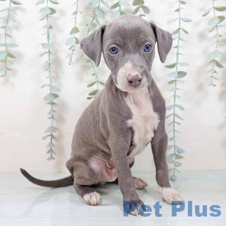 大阪府のイタリアングレーハウンド (ペットプラス イオン大日店/2025年10月26日生まれ/男の子/ブルーホワイト)の子犬の1枚目の画像