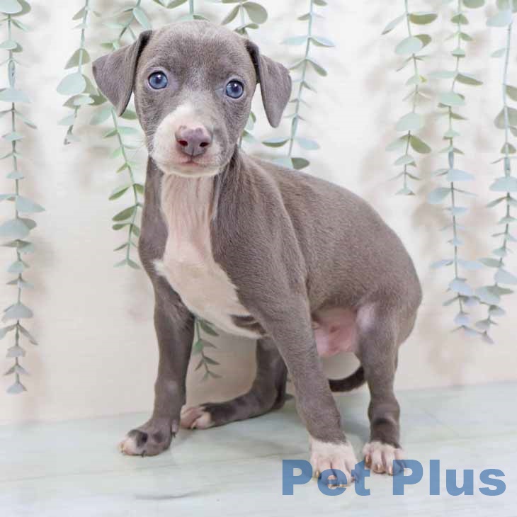 大阪府のイタリアングレーハウンド (ペットプラス イオン大日店/2025年10月26日生まれ/男の子/ブルーホワイト)の子犬の2枚目の画像