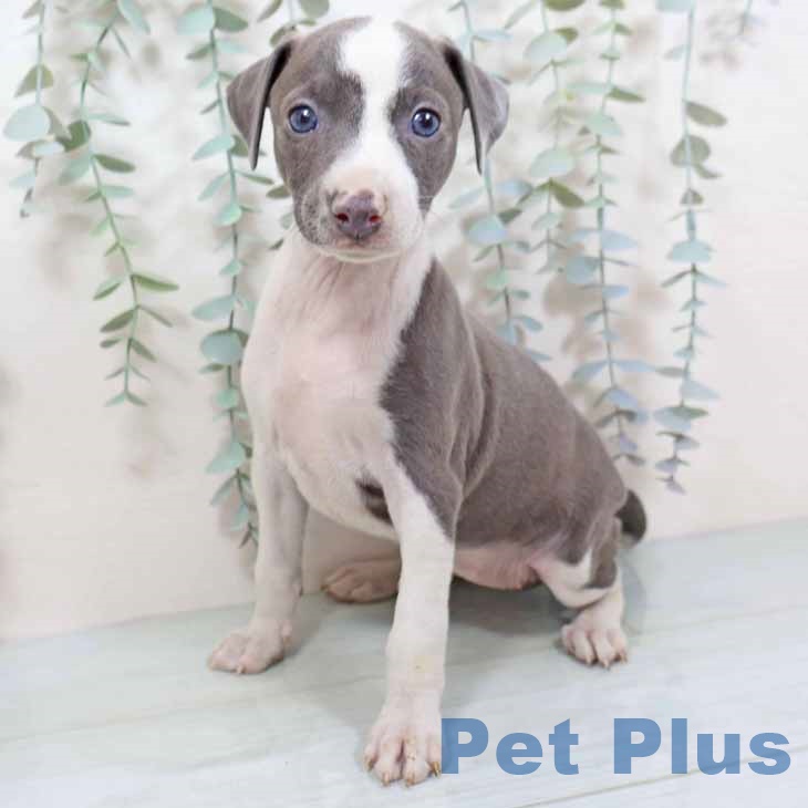 大阪府のイタリアングレーハウンド (ペットプラス りんくう泉南店/2025年10月26日生まれ/女の子/ブルーホワイト)の子犬の1枚目の画像