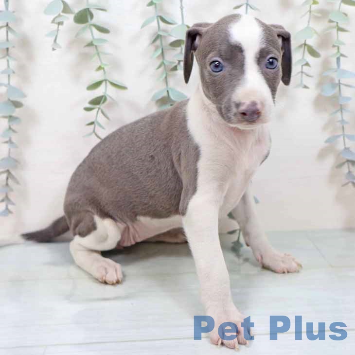 大阪府のイタリアングレーハウンド (ペットプラス りんくう泉南店/2025年10月26日生まれ/女の子/ブルーホワイト)の子犬の2枚目の画像