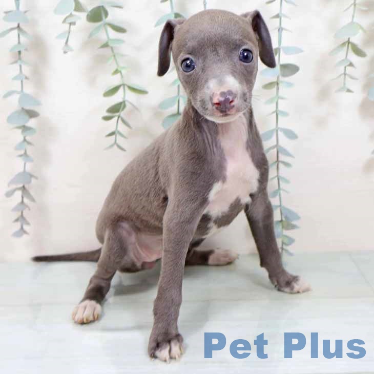 大阪府のイタリアングレーハウンド (ペットプラス イオン大日店/2025年10月26日生まれ/女の子/ブルーホワイト)の子犬の1枚目の画像