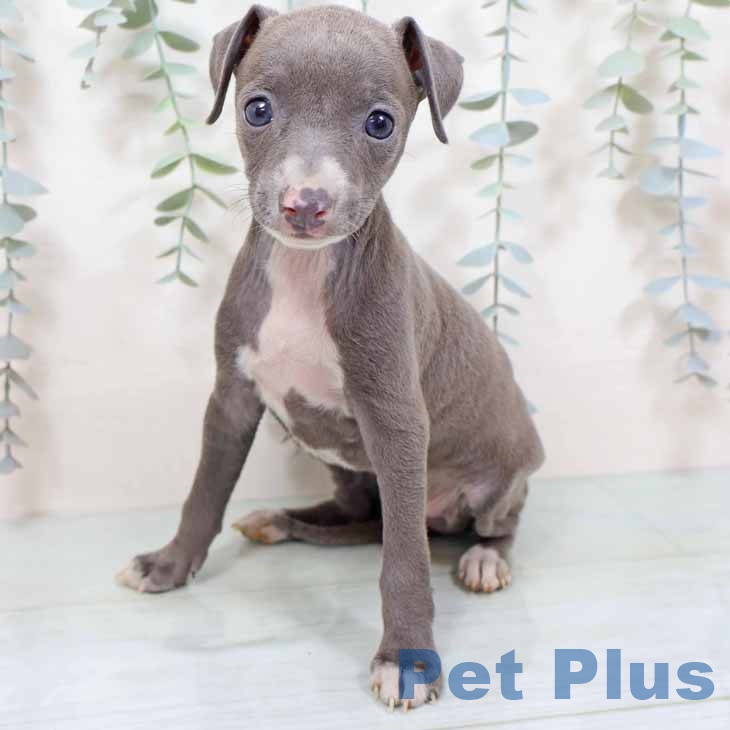 大阪府のイタリアングレーハウンド (ペットプラス イオン大日店/2025年10月26日生まれ/女の子/ブルーホワイト)の子犬の2枚目の画像