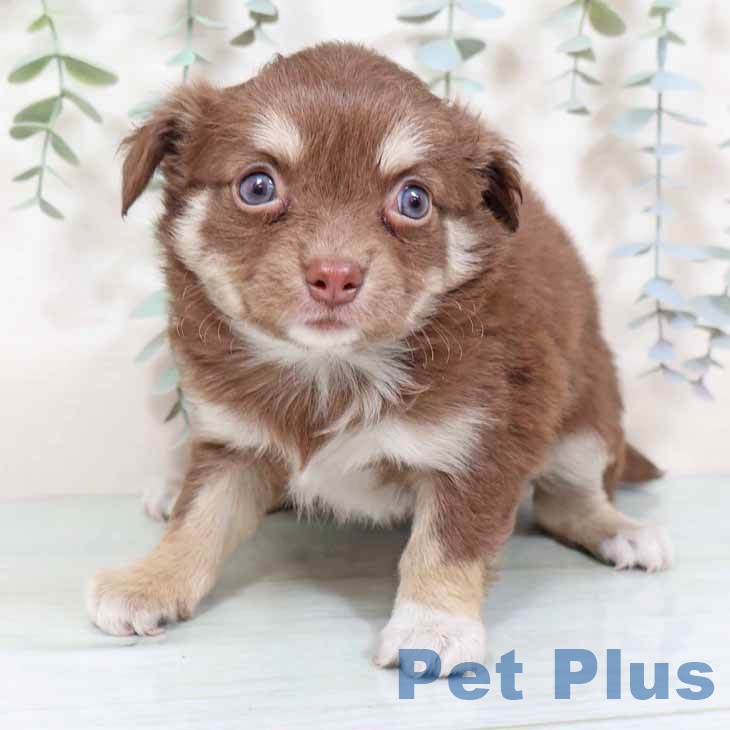 京都府のチワワ(ロング) (ペットプラス 久御山店/2025年10月26日生まれ/女の子/チョコレートクリームホワイト)の子犬の2枚目の画像