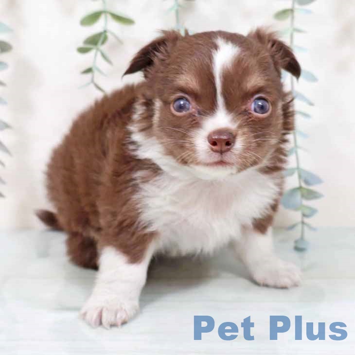 大阪府のチワワ(ロング) (ペットプラス りんくう泉南店/2025年10月26日生まれ/女の子/チョコレートクリームホワイト)の子犬の1枚目の画像