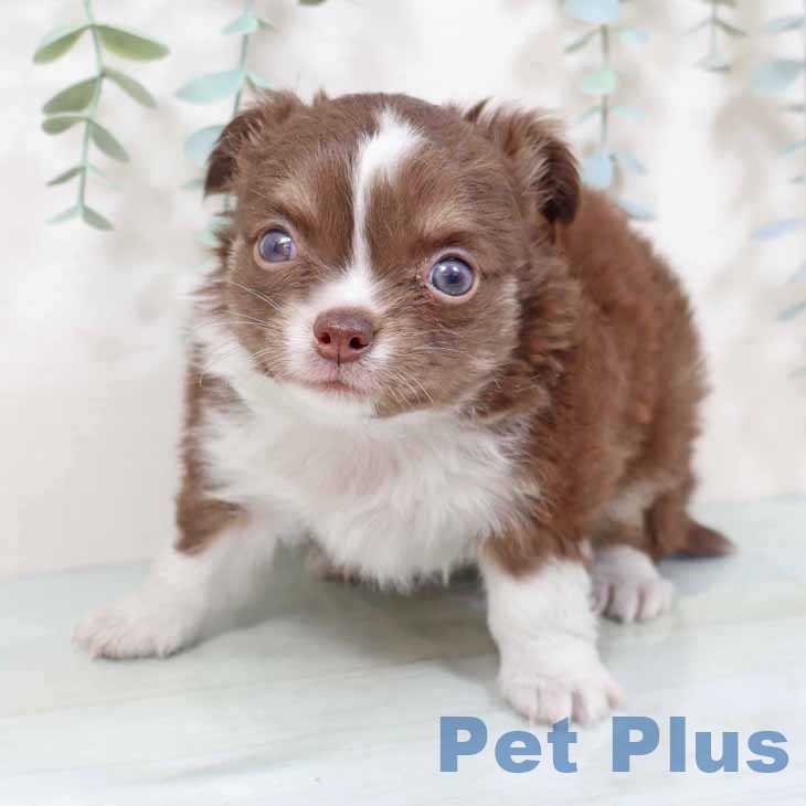 大阪府のチワワ(ロング) (ペットプラス りんくう泉南店/2025年10月26日生まれ/女の子/チョコレートクリームホワイト)の子犬の2枚目の画像