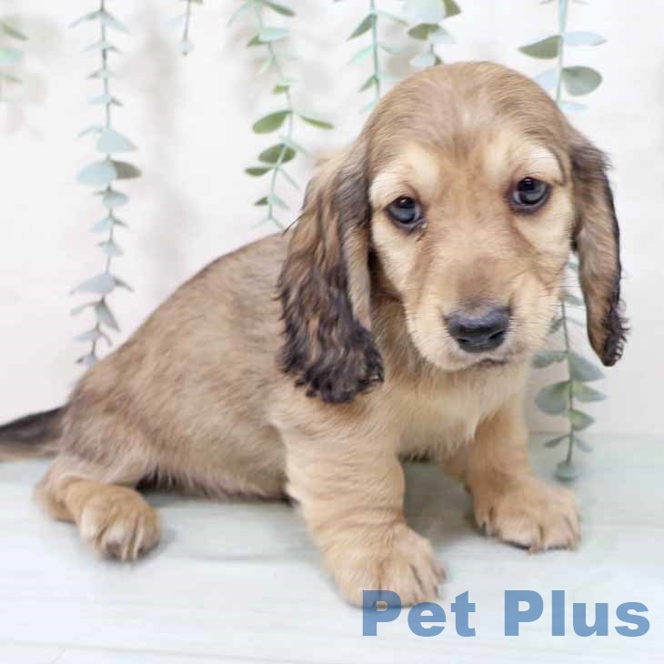 大阪府のミニチュアダックスフンド(ロング) (ペットプラス 松原店/2025年10月30日生まれ/男の子/シェーデットイエロー)の子犬の1枚目の画像