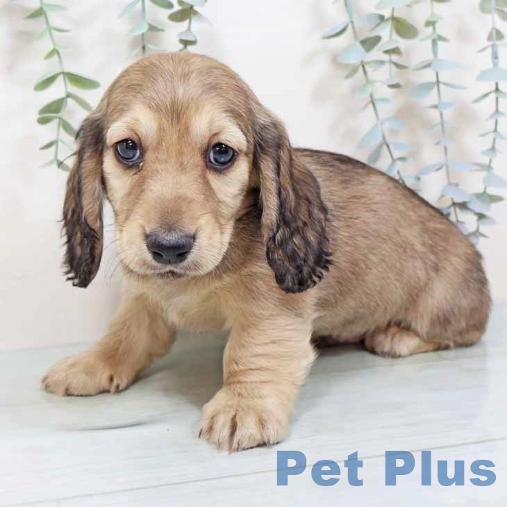 大阪府のミニチュアダックスフンド(ロング) (ペットプラス 松原店/2025年10月30日生まれ/男の子/シェーデットイエロー)の子犬の2枚目の画像