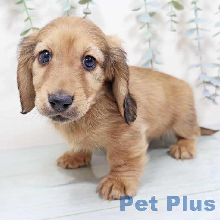 大阪府のミニチュアダックスフンド(ロング) (ペットプラス イオン大日店/2025年10月30日生まれ/男の子/シェーデットイエロー)の子犬の1枚目の画像