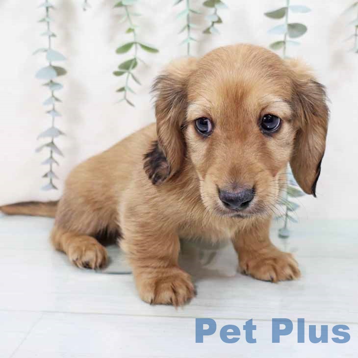 大阪府のミニチュアダックスフンド(ロング) (ペットプラス イオン大日店/2025年10月30日生まれ/男の子/シェーデットイエロー)の子犬の2枚目の画像