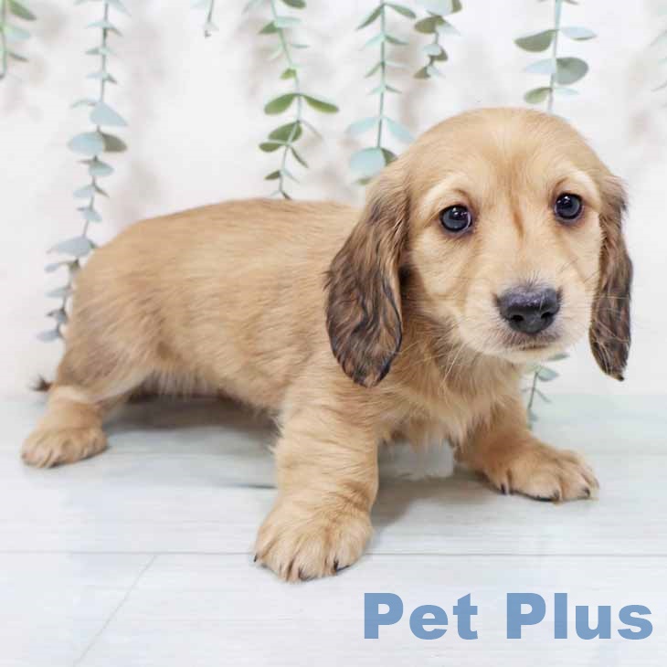 京都府のミニチュアダックスフンド(ロング) (ペットプラス 醍醐店/2025年10月30日生まれ/女の子/シェーデットイエロー)の子犬の2枚目の画像