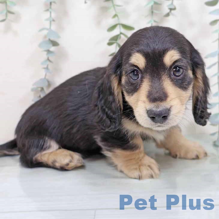 大阪府のミニチュアダックスフンド(ロング) (ペットプラス りんくう泉南店/2025年10月30日生まれ/女の子/ブラックイエロー)の子犬の1枚目の画像