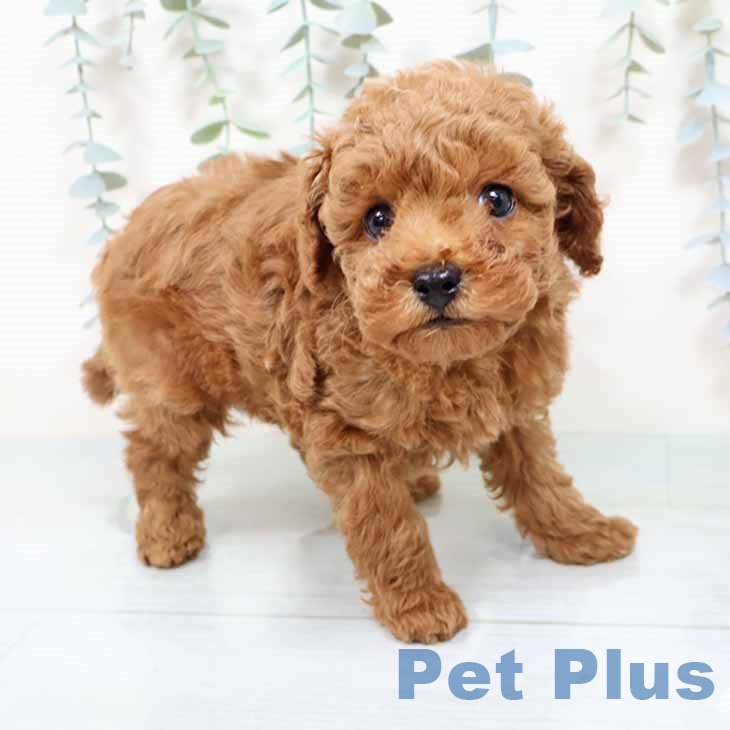 兵庫県のトイプードル(トイ) (ペットプラス 姫路大津店/2025年10月31日生まれ/男の子/レッド)の子犬の1枚目の画像