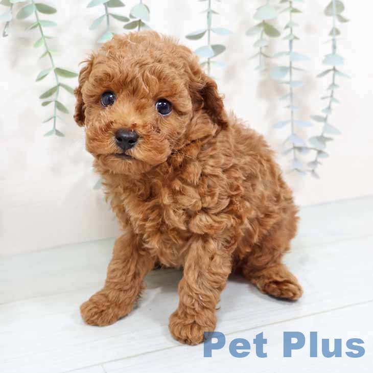 兵庫県のトイプードル(トイ) (ペットプラス 姫路大津店/2025年10月31日生まれ/男の子/レッド)の子犬の2枚目の画像