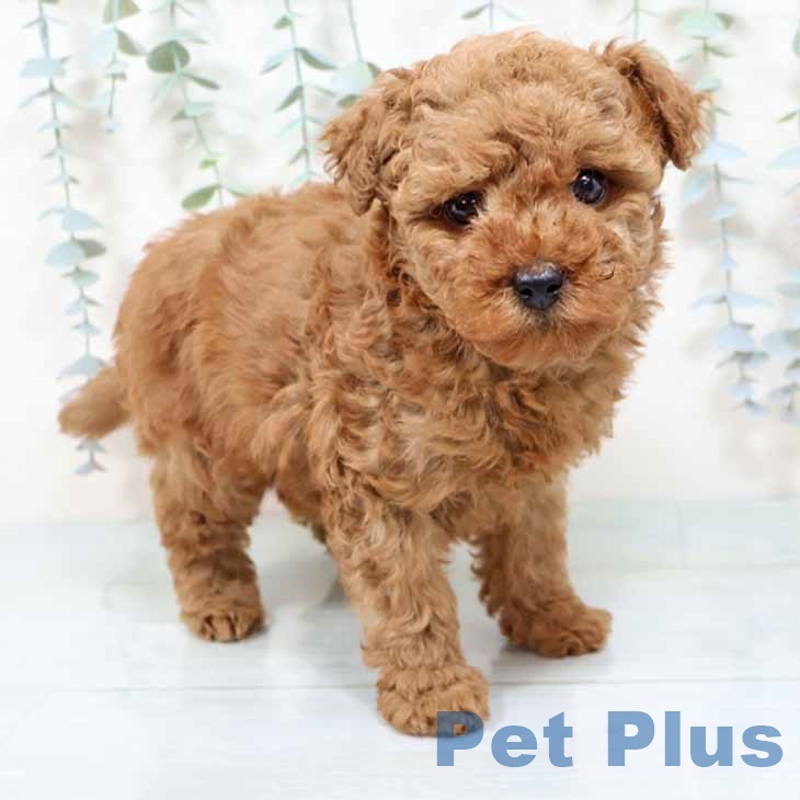 大阪府のトイプードル(トイ) (ペットプラス 四條畷店/2025年10月31日生まれ/女の子/レッド)の子犬