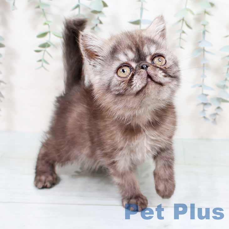 大阪府のエキゾチックショートヘアー (ペットプラス 鶴見店/2025年10月29日生まれ/女の子/ブラックスモーク)の子猫の2枚目の画像