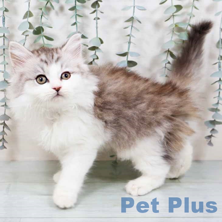 岡山県のラガマフィン (ペットプラス 岡山店/2025年10月24日生まれ/男の子/シルバータビーホワイト)の子猫の1枚目の画像