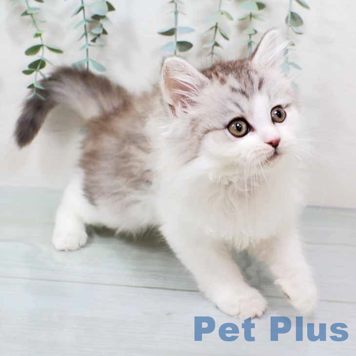 岡山県のラガマフィン (ペットプラス 岡山店/2025年10月24日生まれ/男の子/シルバータビーホワイト)の子猫の2枚目の画像