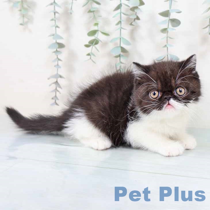 兵庫県のエキゾチックショートヘアー (ペットプラス 神戸三宮店/2025年10月30日生まれ/女の子/ブラックホワイト)の子猫の1枚目の画像