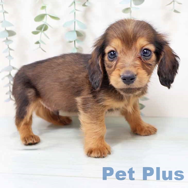 大阪府のミニチュアダックスフンド(ロング) (ペットプラス イオン大日店/2025年10月29日生まれ/男の子/レッド)の子犬の1枚目の画像