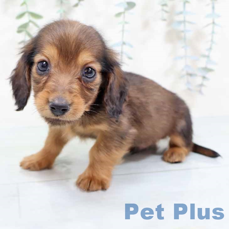 大阪府のミニチュアダックスフンド(ロング) (ペットプラス イオン大日店/2025年10月29日生まれ/男の子/レッド)の子犬の2枚目の画像