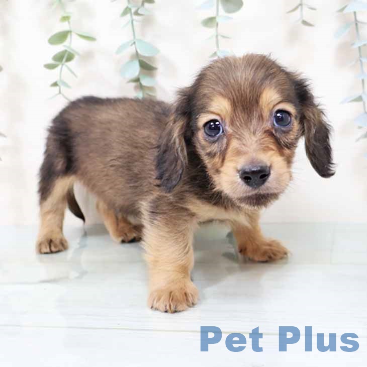 大阪府のミニチュアダックスフンド(ロング) (ペットプラス ららぽーと和泉店/2025年10月29日生まれ/男の子/レッド)の子犬の1枚目の画像