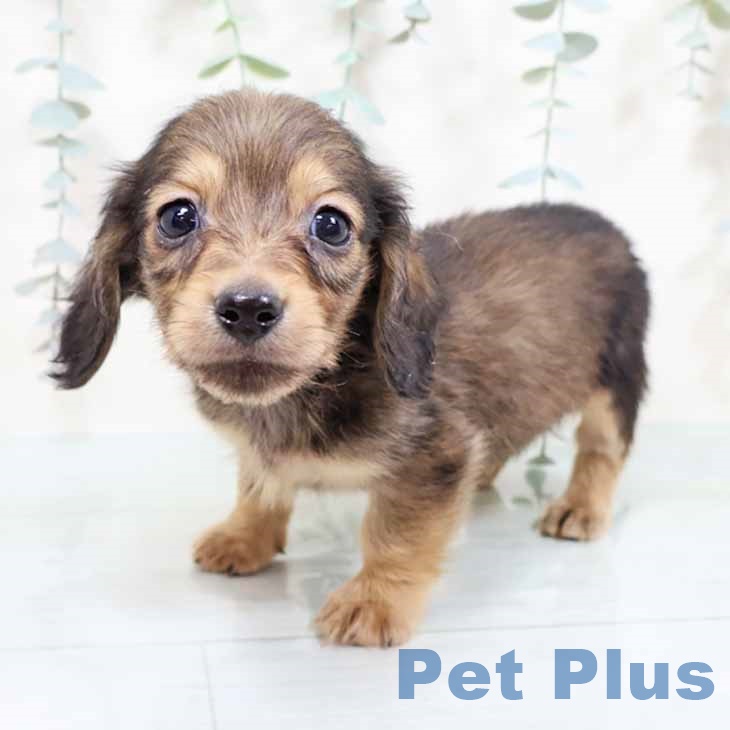 大阪府のミニチュアダックスフンド(ロング) (ペットプラス ららぽーと和泉店/2025年10月29日生まれ/男の子/レッド)の子犬の2枚目の画像