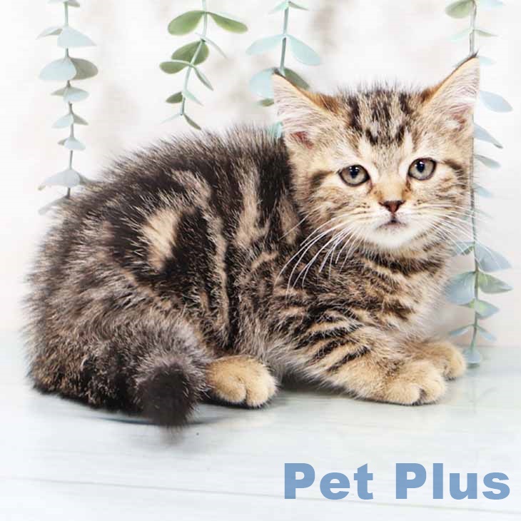 愛媛県のマンチカン (ペットプラス 新居浜店/2025年10月20日生まれ/女の子/ブラウンタビー)の子猫の1枚目の画像