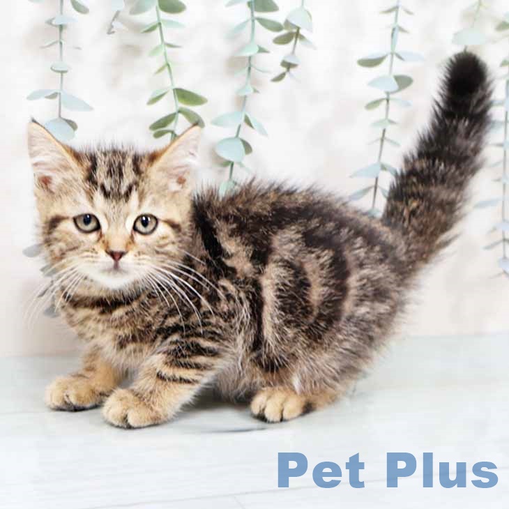 愛媛県のマンチカン (ペットプラス 新居浜店/2025年10月20日生まれ/女の子/ブラウンタビー)の子猫の2枚目の画像