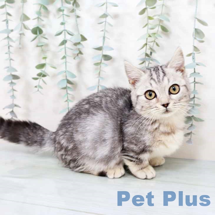 大阪府のマンチカン (ペットプラス イオン大日店/2025年10月20日生まれ/女の子/シルバータビー)の子猫の1枚目の画像