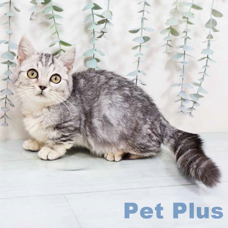 大阪府のマンチカン (ペットプラス イオン大日店/2025年10月20日生まれ/女の子/シルバータビー)の子猫の2枚目の画像