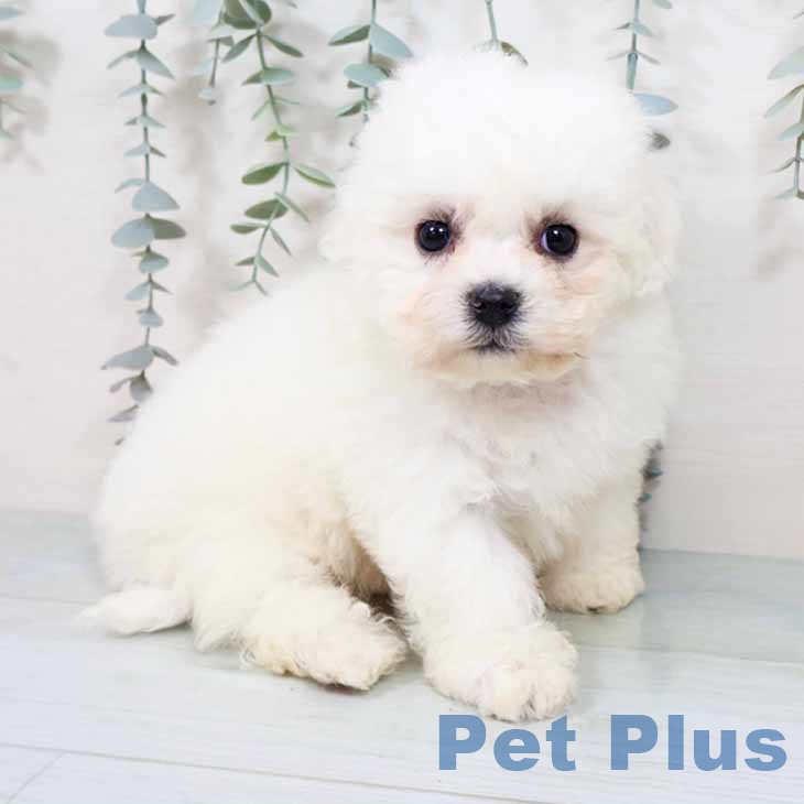 大阪府のビションフリーゼ (ペットプラス イオン大日店/2025年10月28日生まれ/男の子/ホワイト)の子犬の1枚目の画像